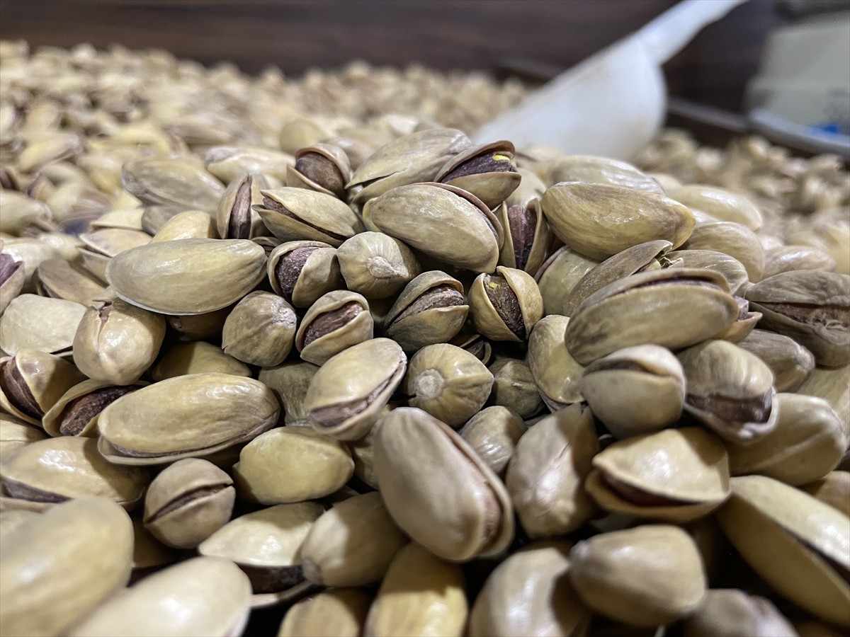 Güneydoğu Anadolu Bölgesi'nin önemli tarım ürünlerinden fıstıkta geçen sezon en yüksek üretim...