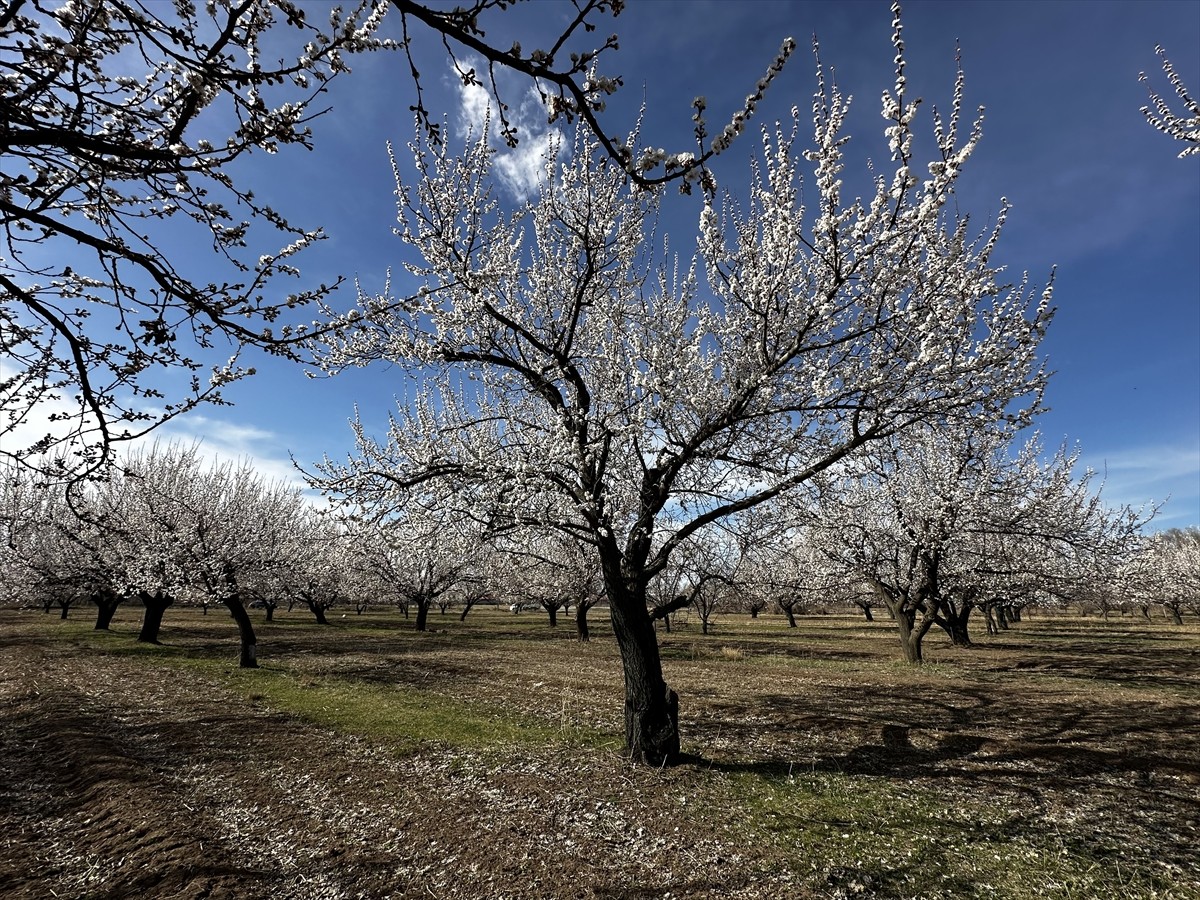 Iğdır'da havaların ısınmasıyla kayısı bahçelerinde ağaçlar beyaz çiçeklerle süslendi.
