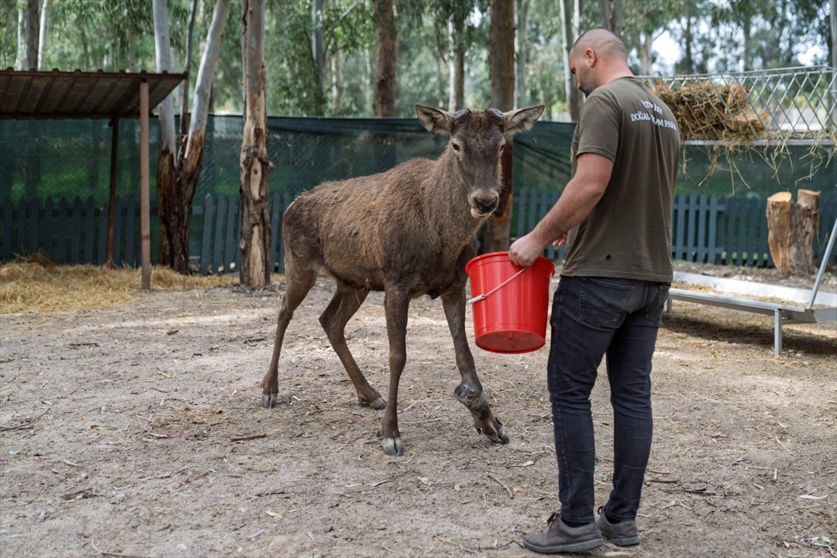 İzmir'in Kemalpaşa ilçesinde fabrika bahçesinde yaralı halde bulunan geyik, yaşamına İzmir Doğal...