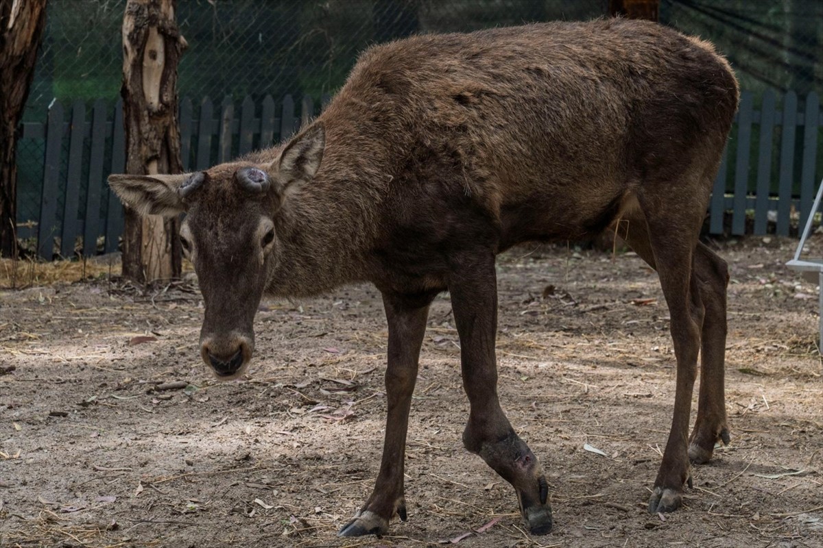 İzmir'in Kemalpaşa ilçesinde fabrika bahçesinde yaralı halde bulunan geyik, yaşamına İzmir Doğal...