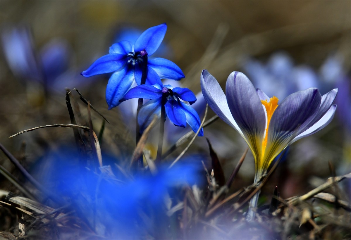 Kars'ın Sarıkamış ilçesinde "baharın müjdecisi" olarak adlandırılan kardelen ve çiğdemler çiçek...