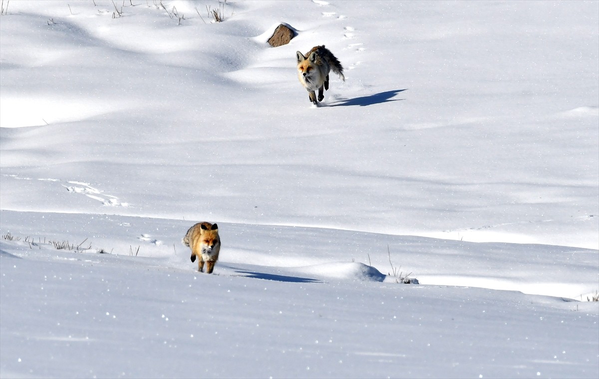 Kars'ın Sarıkamış ilçesine 3 kilometre uzaklıkta Soğuksu bölgesindeki karlı arazide gezinen ve...