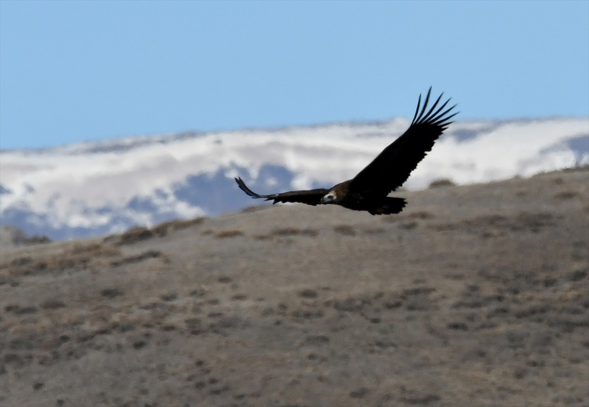 Kars'ta hava sıcaklığının artmasıyla doğada kara akbaba, çamurcun ve yeşilbaş ördekleri görülmeye...