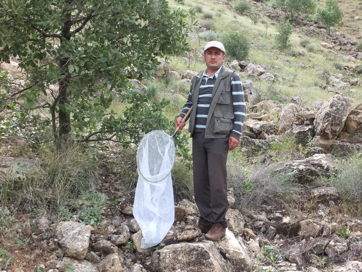 Kırşehir'de keşfedilerek literatüre giren yeni böcek türüne "Emine" ismi verildi.