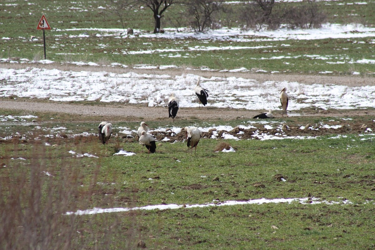 Konya'da kar yağışı ve soğuk hava nedeniyle leyleklere yiyecek takviyesi yapıldı. Beyşehir Kültür...