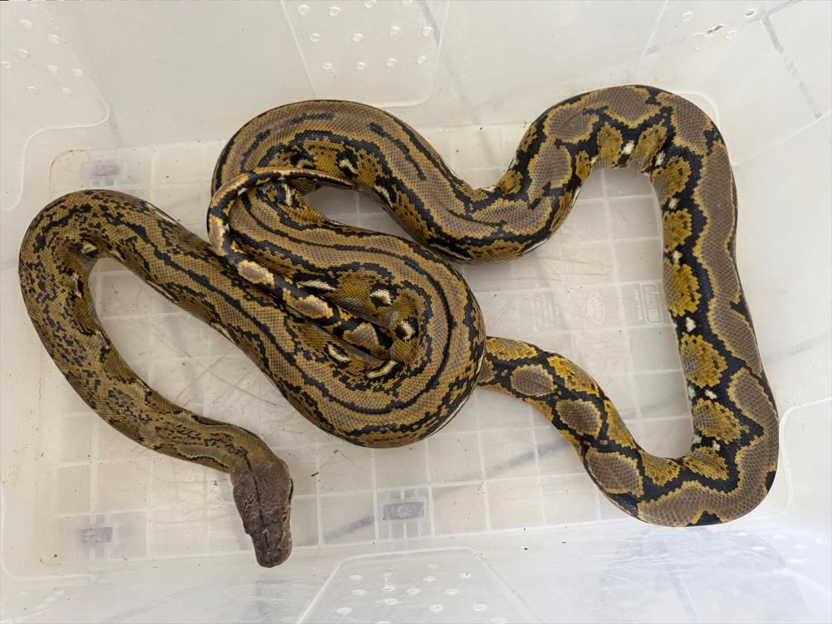 Kütahya'da şehirlerarası yolcu otobüsünde arama yapan polis ekipleri, bir karton kutunun içinde...