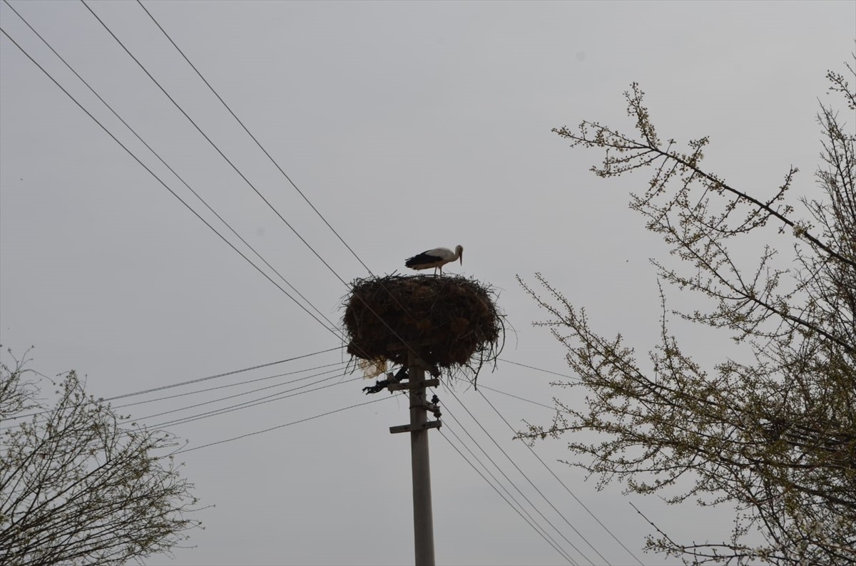 Leylekler, havaların ısınmasıyla Çorum'un Dodurga ilçesindeki yuvalarına dönmeye başladı.