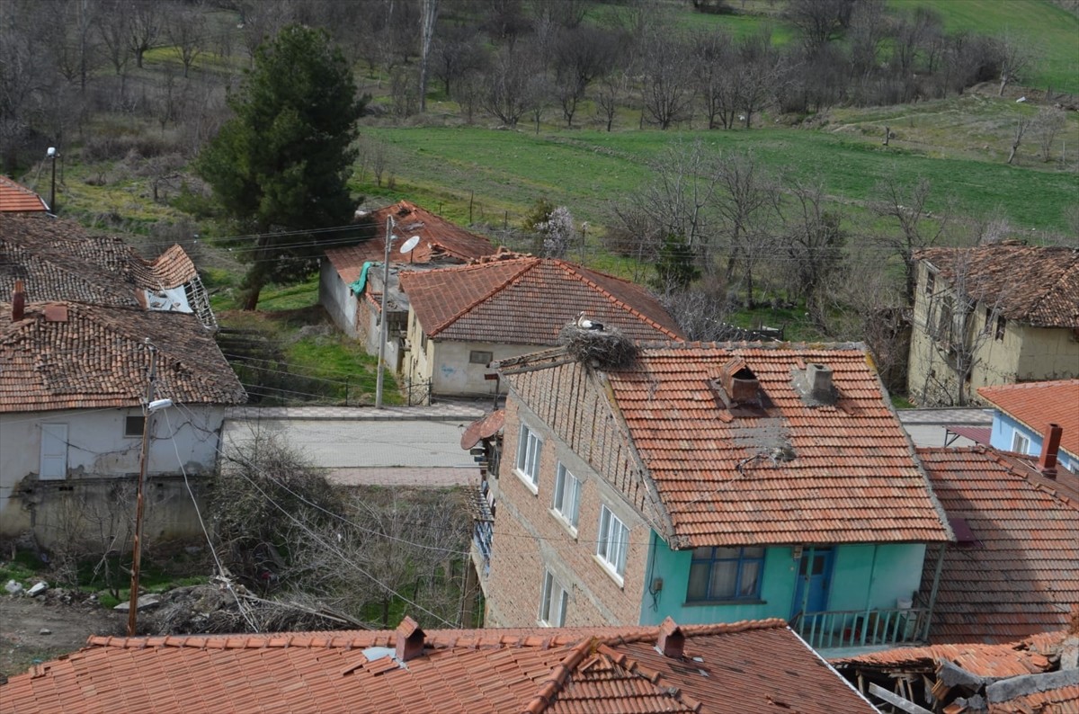 Leylekler, havaların ısınmasıyla Çorum'un Dodurga ilçesindeki yuvalarına dönmeye başladı.