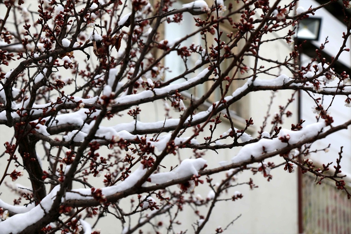 Malatya'nın Hekimhan ilçesinde kar yağışı etkisini sürdürüyor. İlçede çiçek açan kayısı ağaçları...
