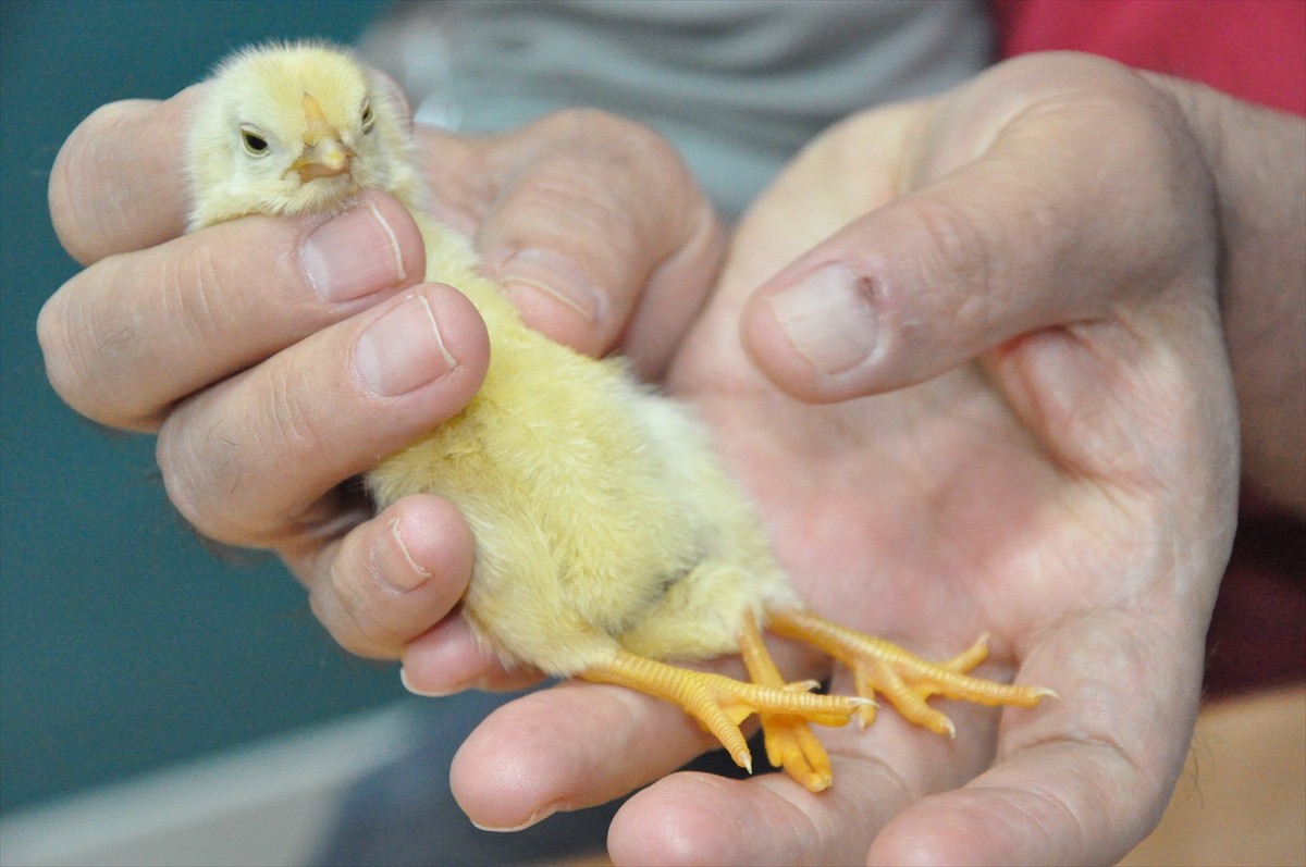 Mersin'in Silifke ilçesinde besicinin kuluçkaya koyduğu yumurtadan 3 ayaklı civciv çıktı.