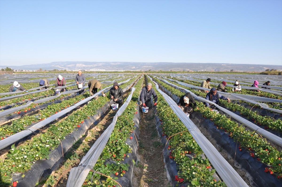 Mersin'in Silifke ilçesinde örtü altında yetiştirilen tescilli Silifke çileğinin hasadı başladı....