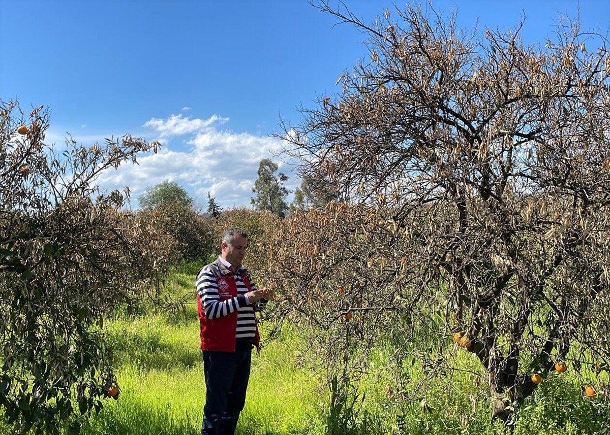 Muğla'da, Tarım ve Orman Müdürlüğü ekipleri don vuran narenciye bahçelerinde hasar tespit...
