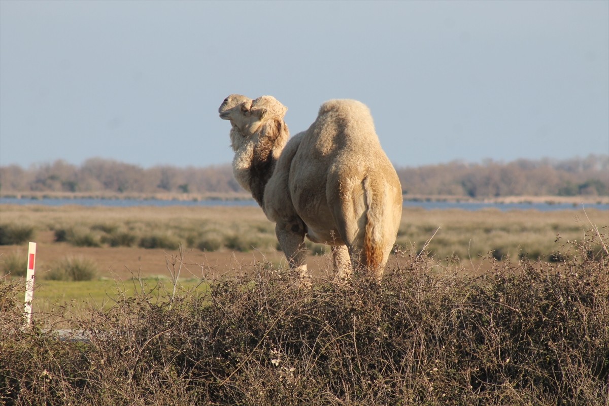 Samsun'un Bafra ilçesinde bulunan ve UNESCO Dünya Mirası Geçici Listesi'nde yer alan Kızılırmak...