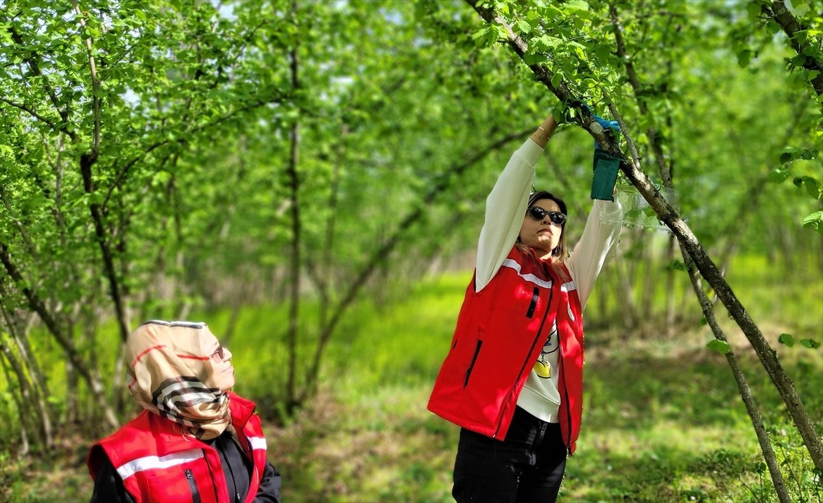 Samsun'un Salıpazarı ilçesinde, kahverengi kokarca zararlısıyla mücadele çalışmaları kapsamında...