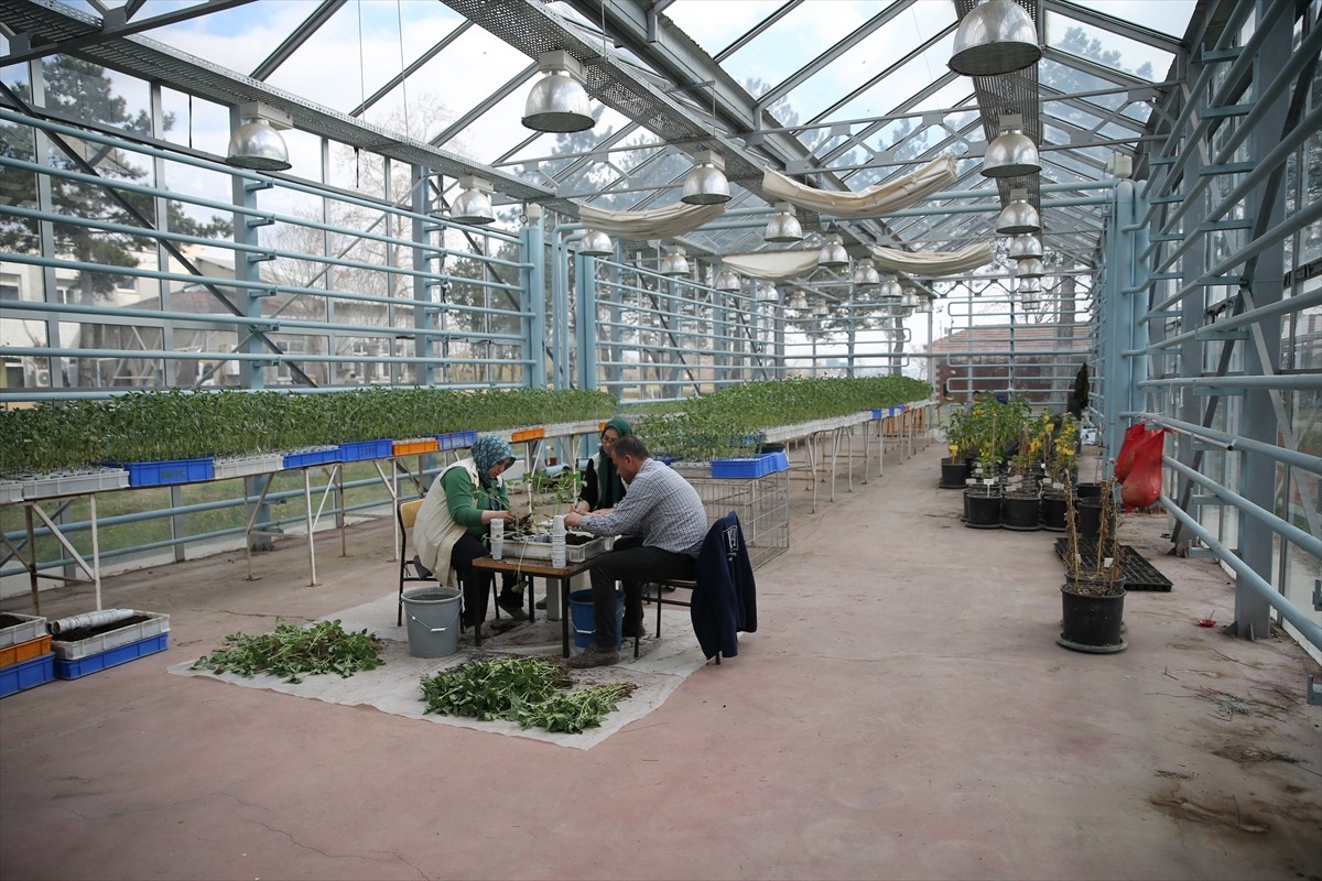 Tarım ve Orman Bakanlığı Trakya Tarımsal Araştırma Enstitüsü, ayçiçeğinde büyük verim kayıplarına...