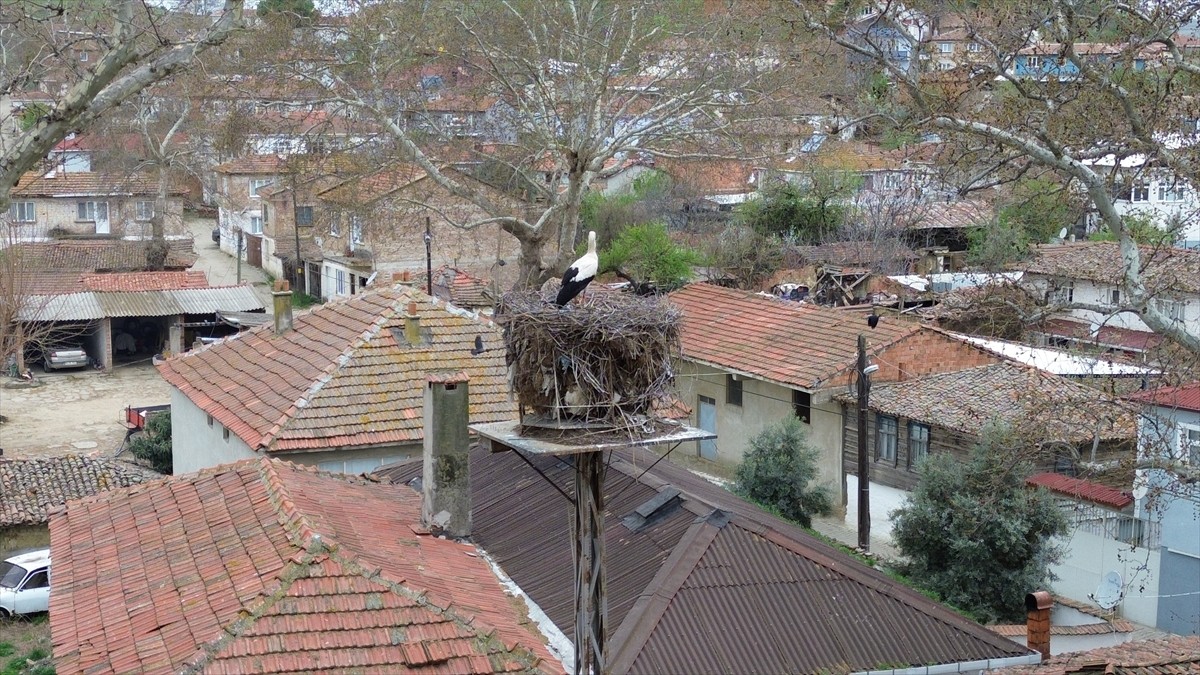 Tekirdağ'da Naip Mahallesi'nde her yıl vatandaşların yolunu gözlediği leylek "Leyla" ile "Mecnun"...
