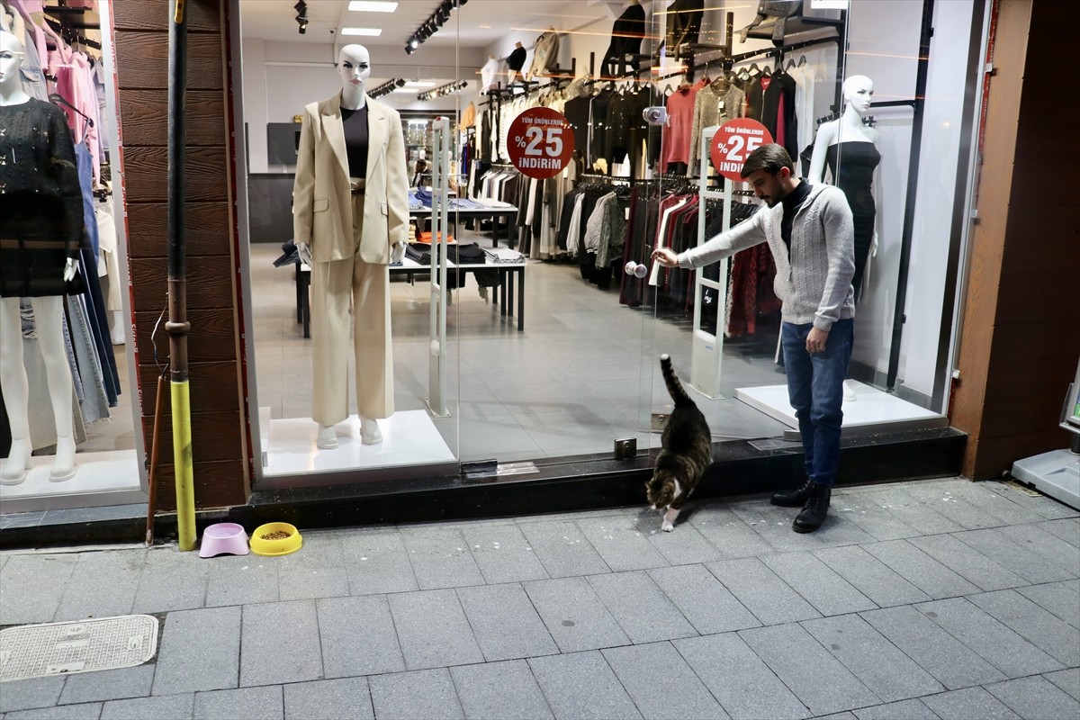 Trabzon'da yaklaşık 4 yıldır esnafın bakımını üstlendiği 8,5 kilogram ağırlığındaki tekir cinsi...