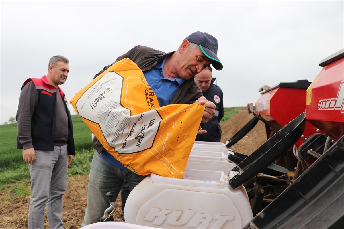Türkiye'de ayçiçeği üretiminin önemli merkezlerinden Tekirdağ'da 1 milyon 700 bin dekarda...