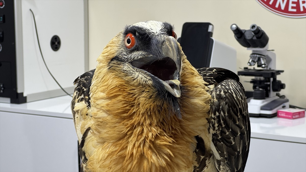 Türkiye'de nadir görülen akbaba türü olan ve Artvin'de köylüler tarafından yaralı bulunarak kanadı...