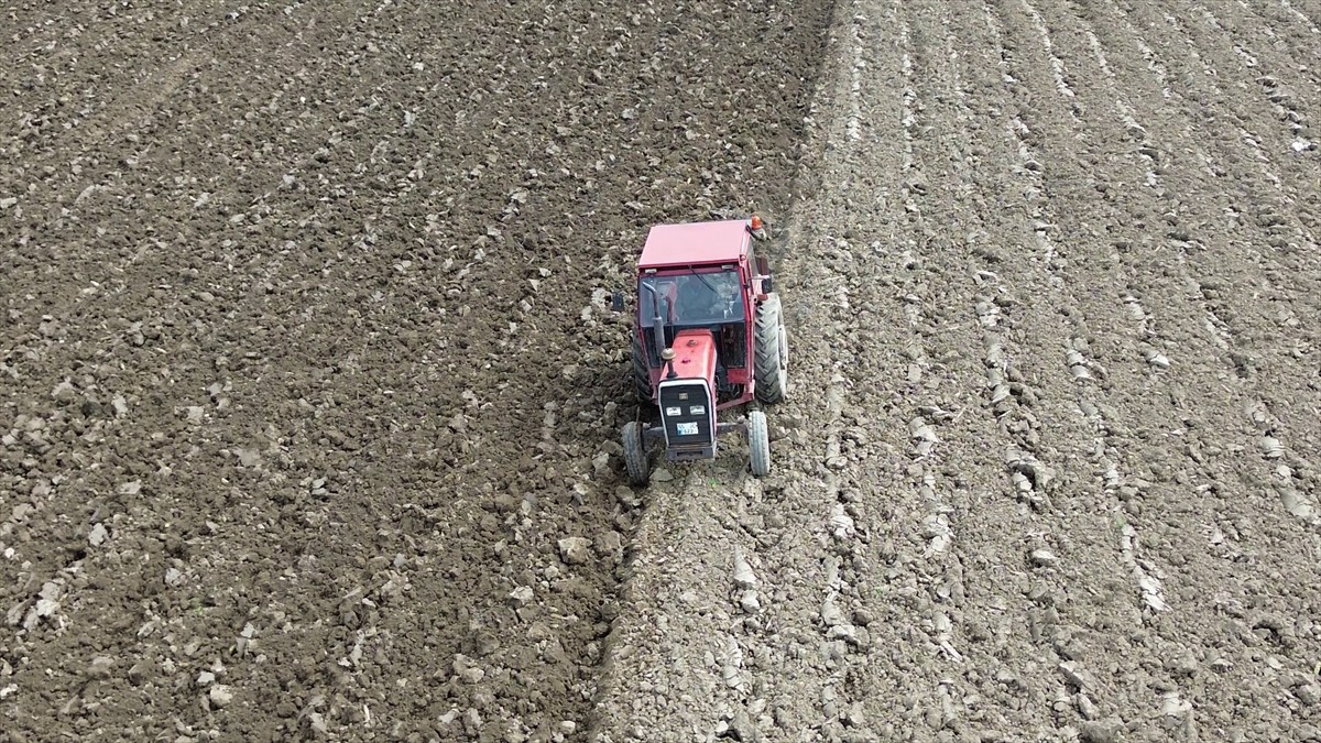 Türkiye'nin en verimli ovalarından Samsun'daki Bafra Ovası'nda, yazlık sebze, hububat ve çeltik...