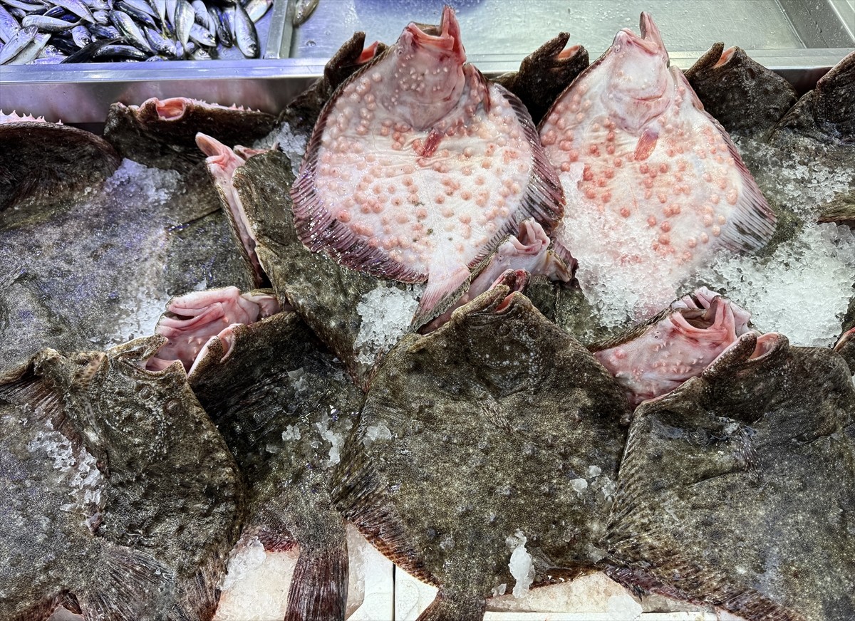 Türkiye'nin önemli balıkçılık kentlerinden Sinop'ta, bol miktarda avlanan kalkan balığı hem...