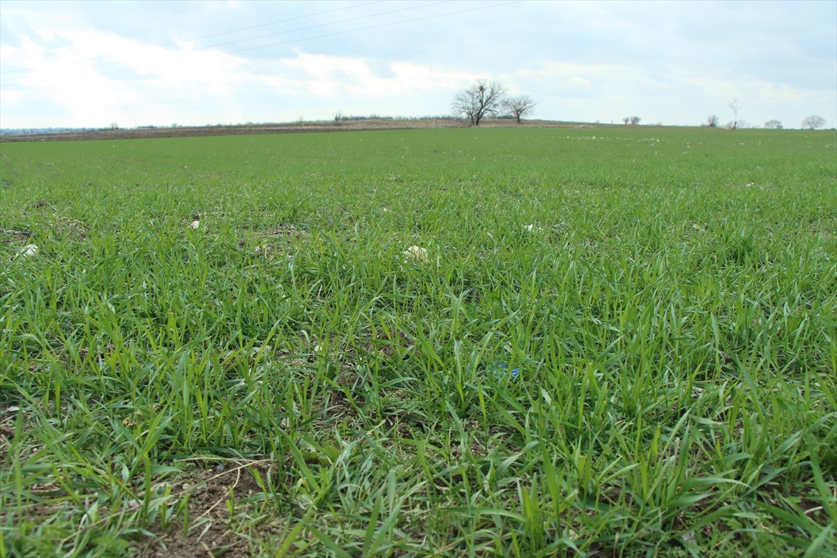 Türkiye'nin önemli buğday üretim merkezlerinden Trakya'da, iklim değişikliğinden kaynaklanan...