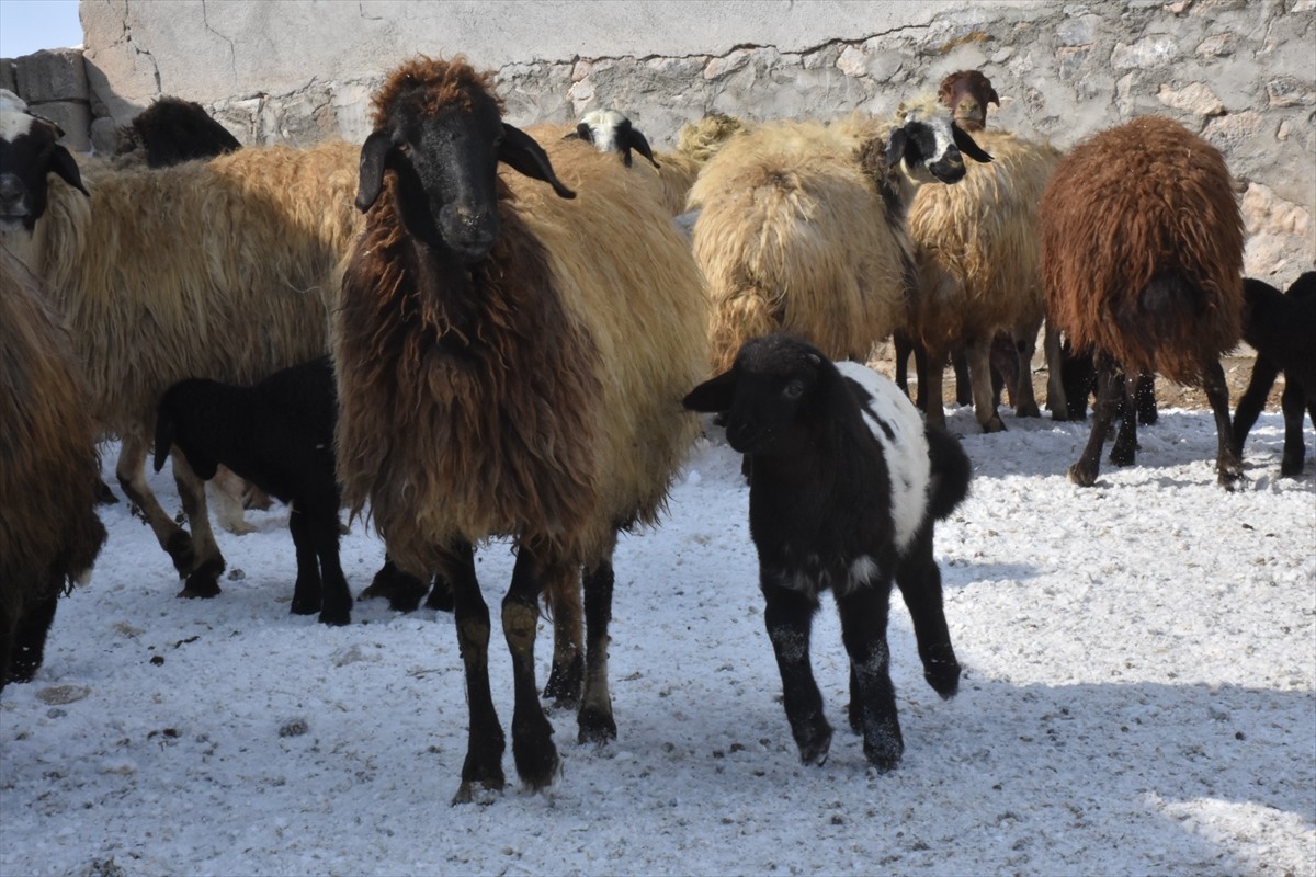 Van'ın İpekyolu ilçesinde besici Veysi Ateş, veteriner tavsiyesiyle uyguladığı süngerleme yöntemi...