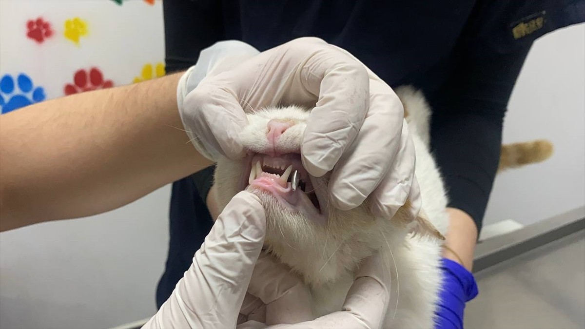 Zonguldak'ta başından yaralanan ve beslenmekte zorlanan kedi tedavi edildi. Kent merkezinde...