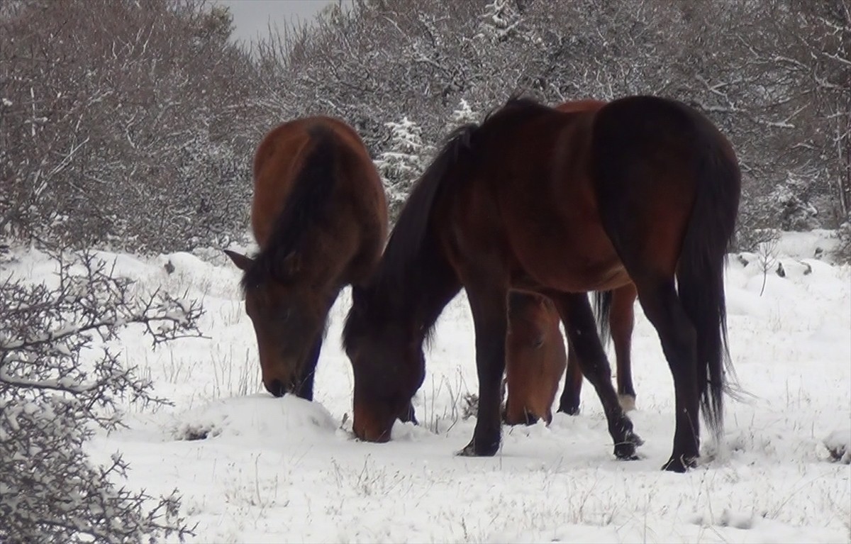Ankara'nın Beypazarı ilçesinde yılkı atları görüntülendi. Bölgede etkili olan kar yağışının...