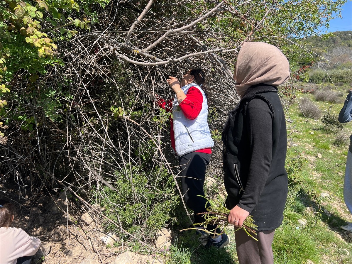 Antalya'nın Kaş ilçesinde bazı vatandaşlar, dağlardan topladıkları yabani kuşkonmazları semt...
