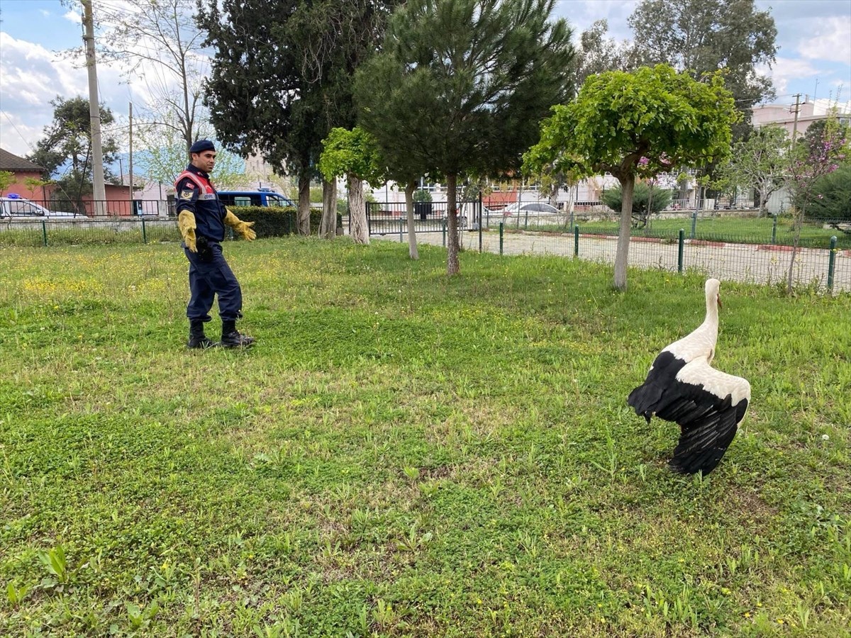 Aydın'ın Çine ilçesinde İl Jandarma Komutanlığı Çevre, Doğa ve Hayvanları Koruma Timi (HAYDİ) ve...