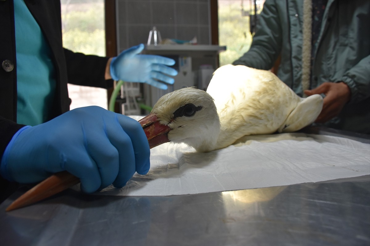 Bilecik'in Osmaneli ilçesine bağlı Soğucakpınar köyünde elektrik tellerine çarpıp yaralanan...
