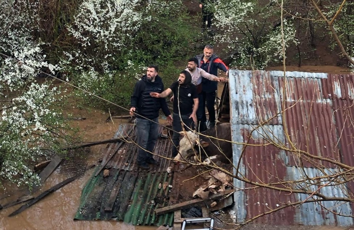 Bingöl'de etkili olan sağanakta su basan iki ahırdaki 2 büyükbaş ve 3 küçükbaş hayvan telef...