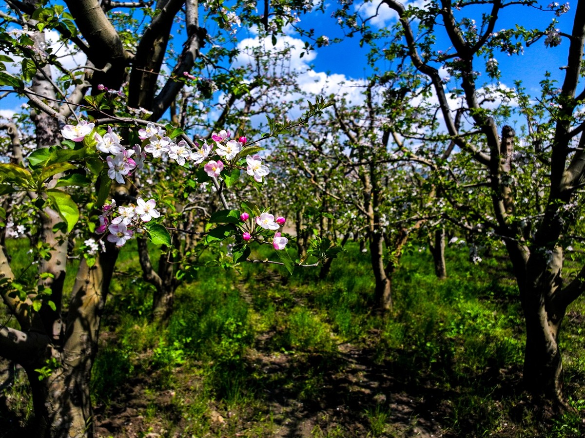 Bursa'da ilkbahar mevsiminin gelmesiyle meyve ağaçları çiçek açtı. Nisan yağmurlarının etkili...