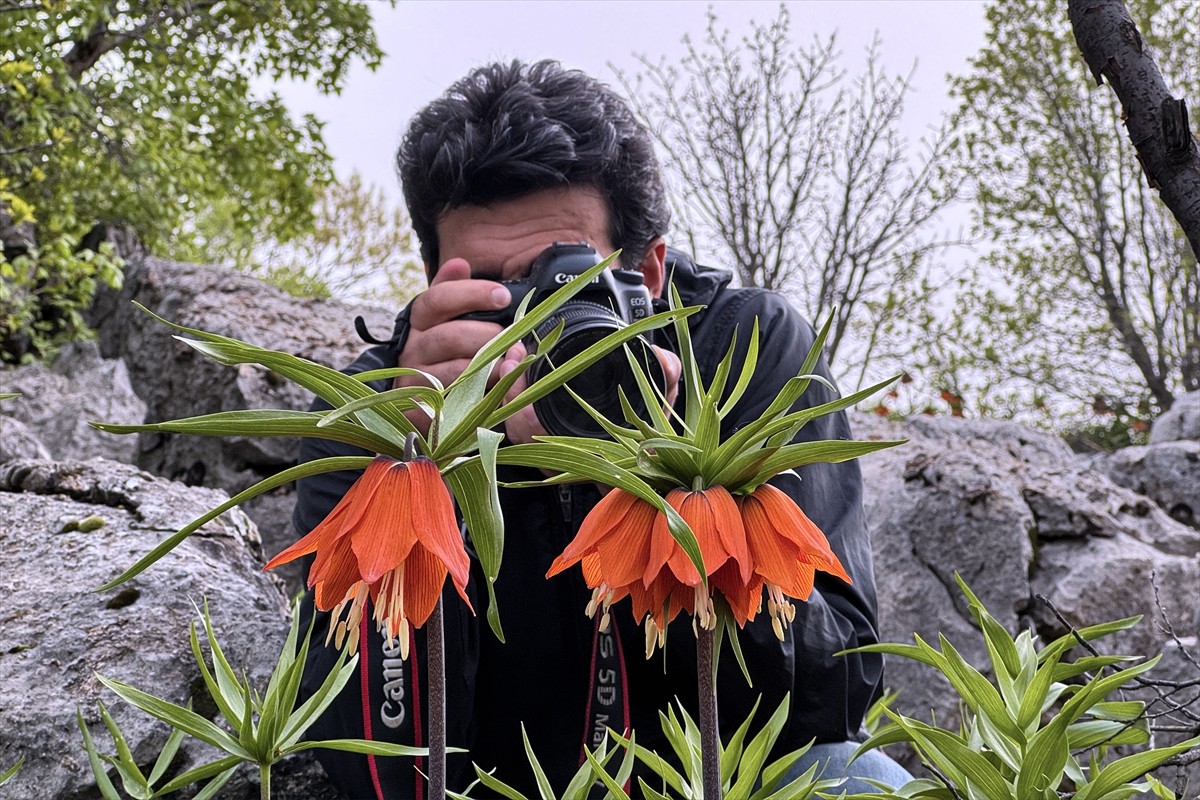 Elazığ'da doğaseverler halk arasında "ağlayan gelin" ve "hüzün çiçeği" olarak bilinen ters...