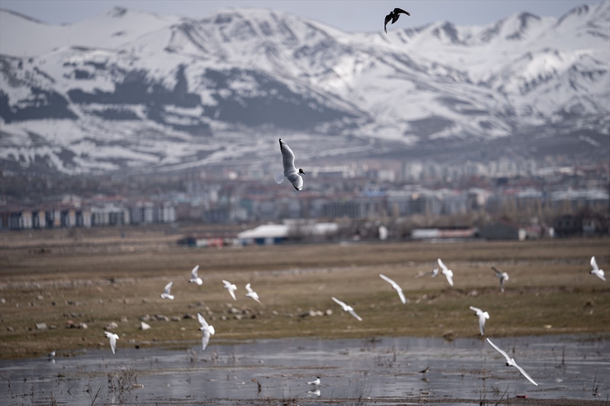 Erzurum'da, karların erimesiyle oluşan sulak alanlarda ilkbaharda göçmen kuş çeşitliliği...