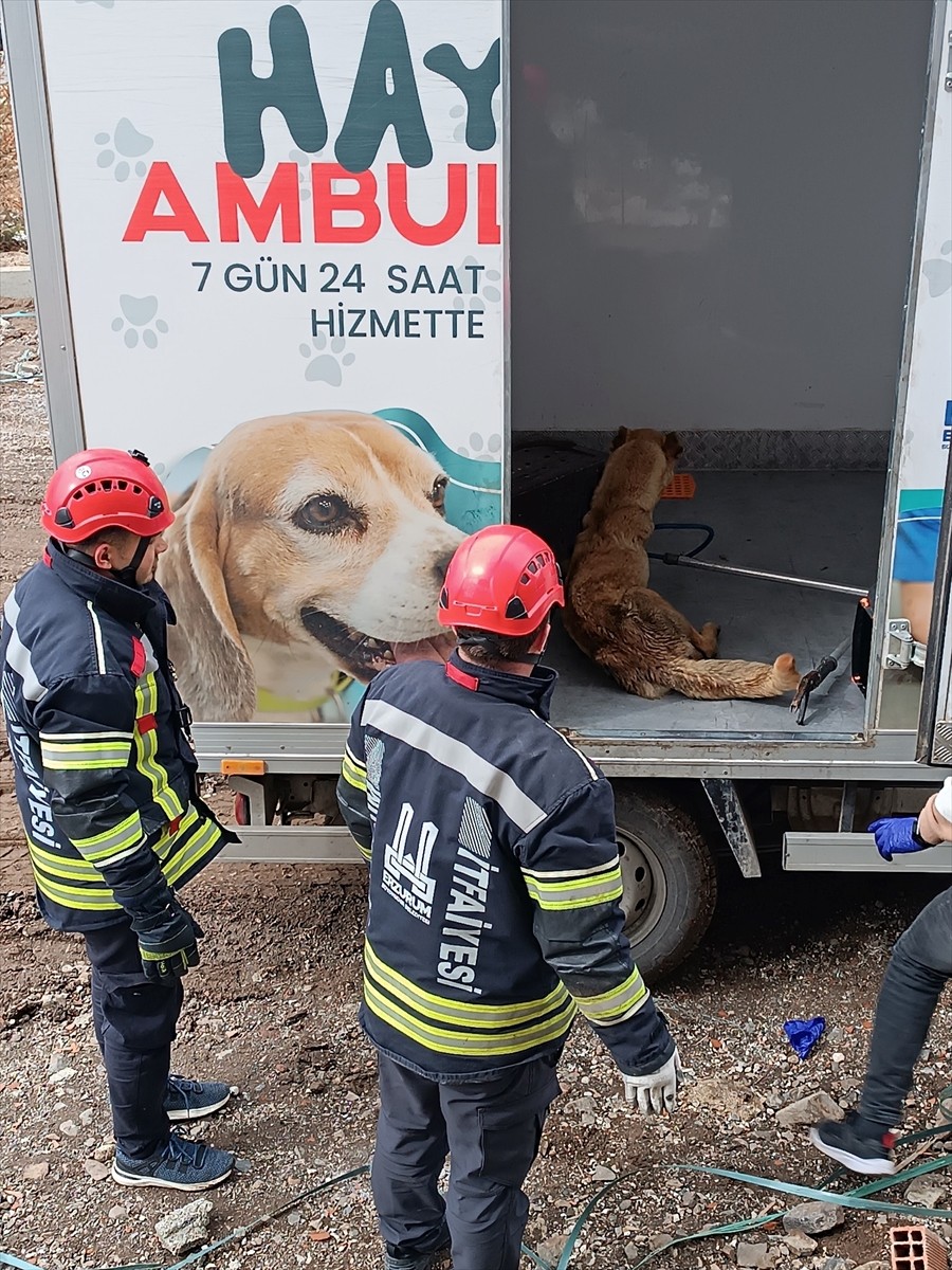 Erzurum'un Palandöken ilçesinde inşaattaki asansör boşluğunda mahsur kalan anne köpek ile 4...