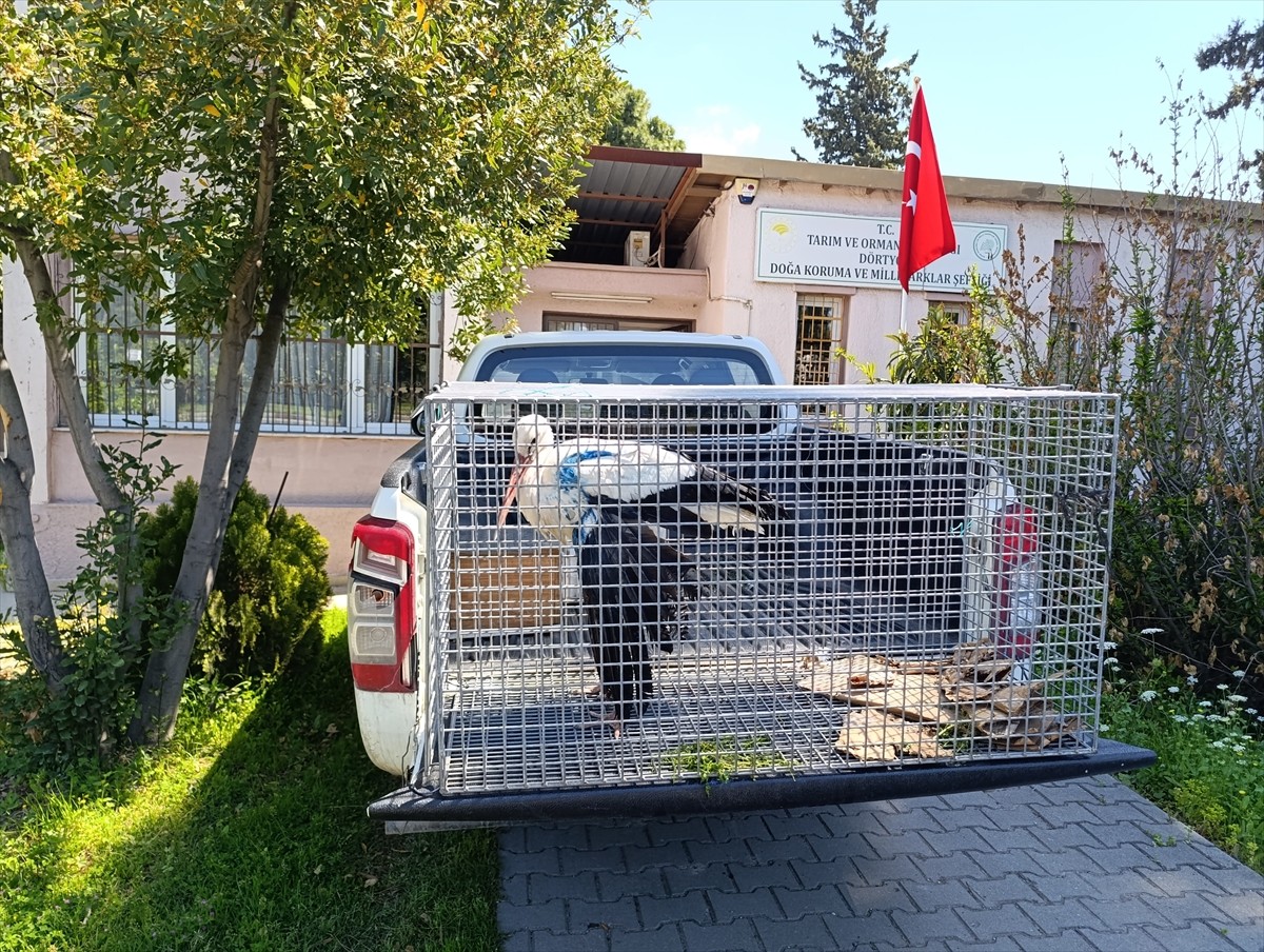 Hatay'ın İskenderun ilçesinde, yaralı halde bulunan leylek tedavi altına alındı.