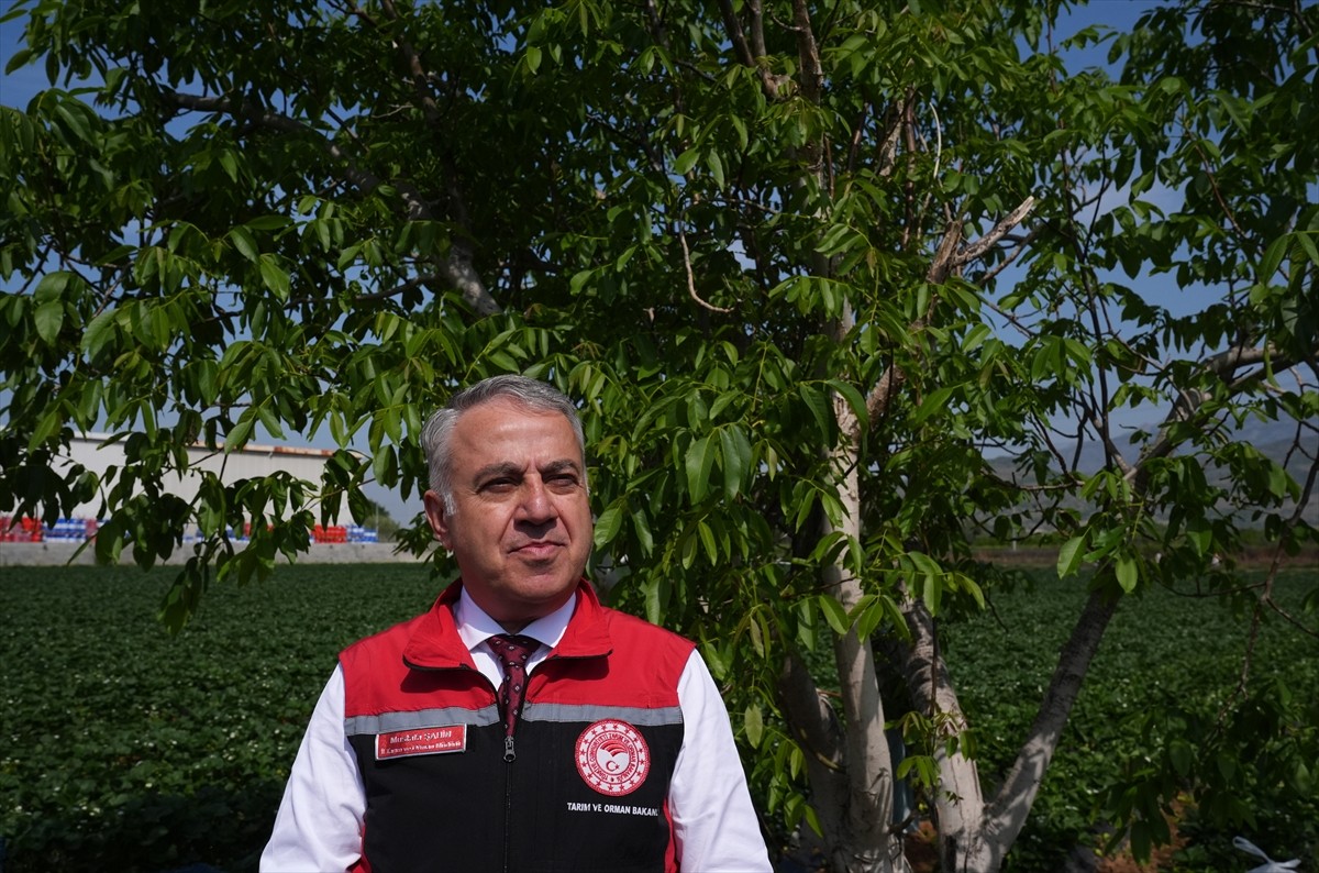 İzmir Tarım ve Orman Müdürü Mustafa Şahin (fotoğrafta), zirai dona ilişkin hasar tespit...