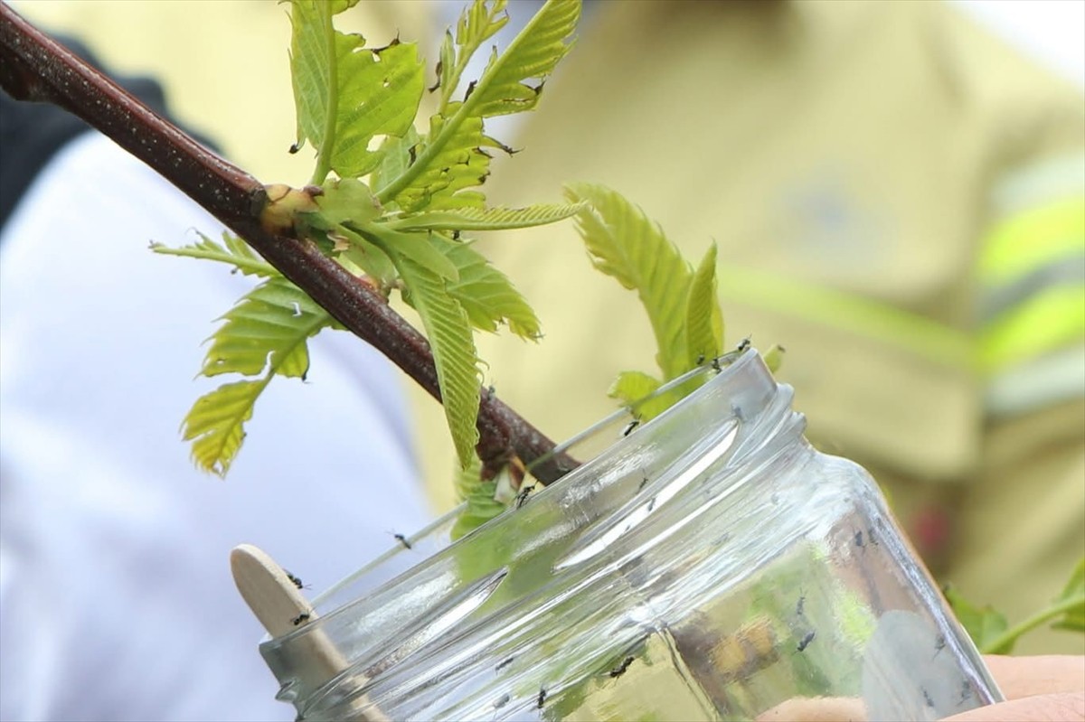 Kestane ağaçları ile meyvelerine zarar veren, halk arasında "katil arı" olarak bilinen gal arısı...