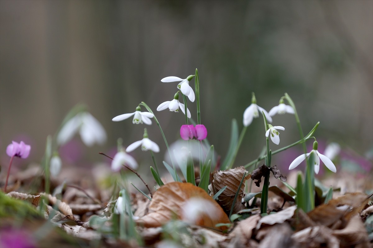 Kırklareli'nde, Türkiye'nin ve Avrupa'nın kayın ve meşe ağırlıklı ağaçlardan oluşan en büyük...