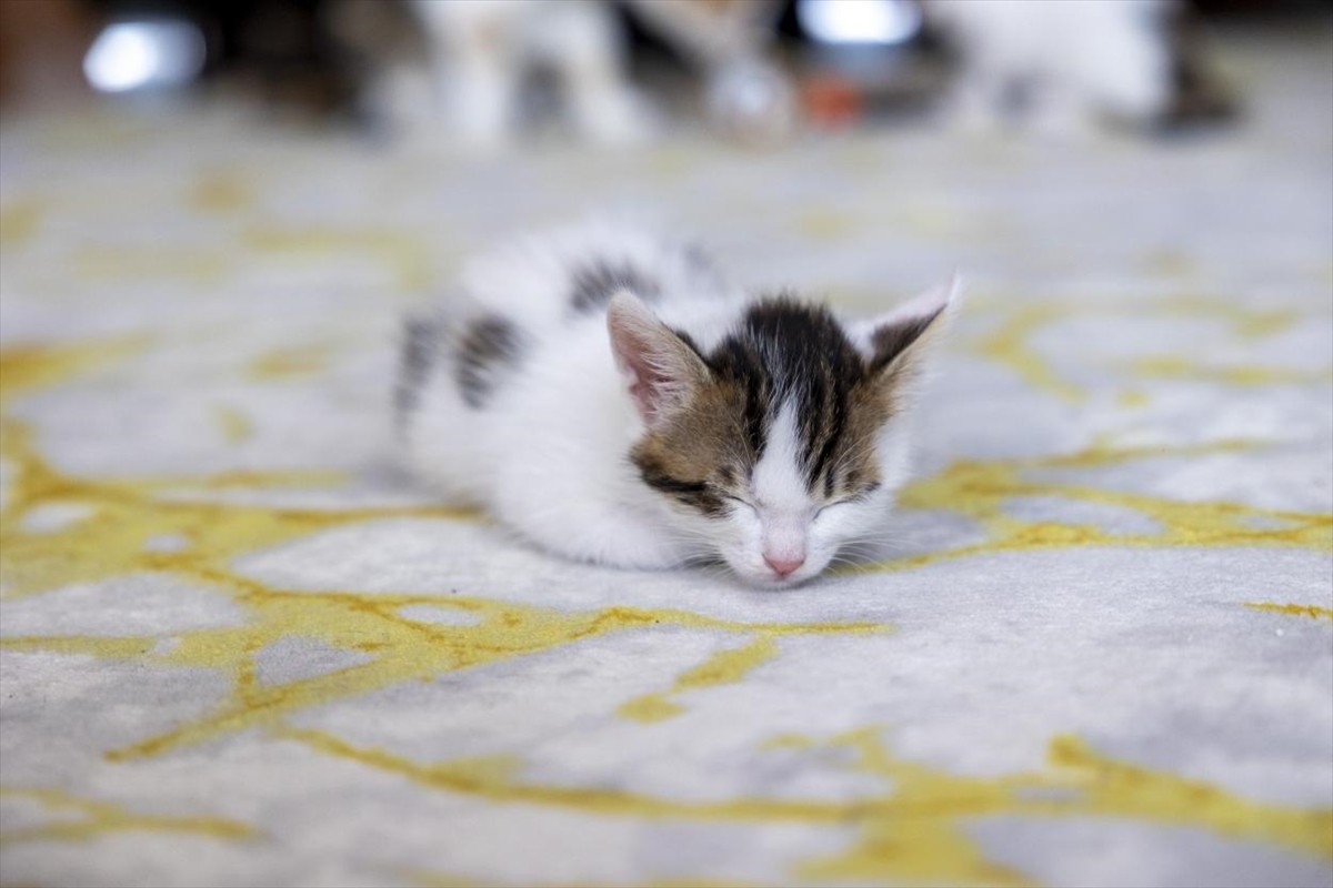 Mersin'de bir camide vaaz kürsüsünün altında doğum yaptıktan sonra sahiplendirilen anne kedinin 3...