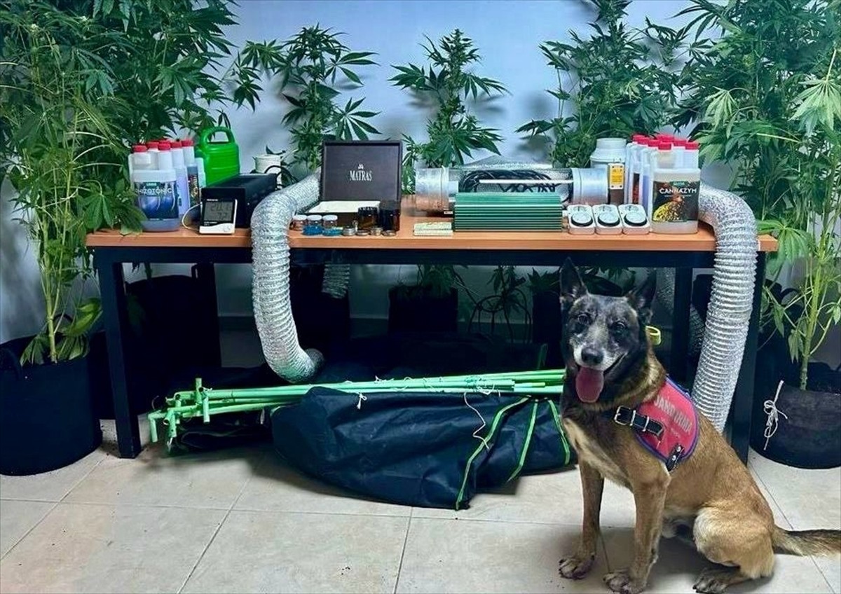 Muğla'nın Bodrum ilçesinde evinde iklimlendirme sistemiyle Hint keneviri yetiştiren şüpheli...