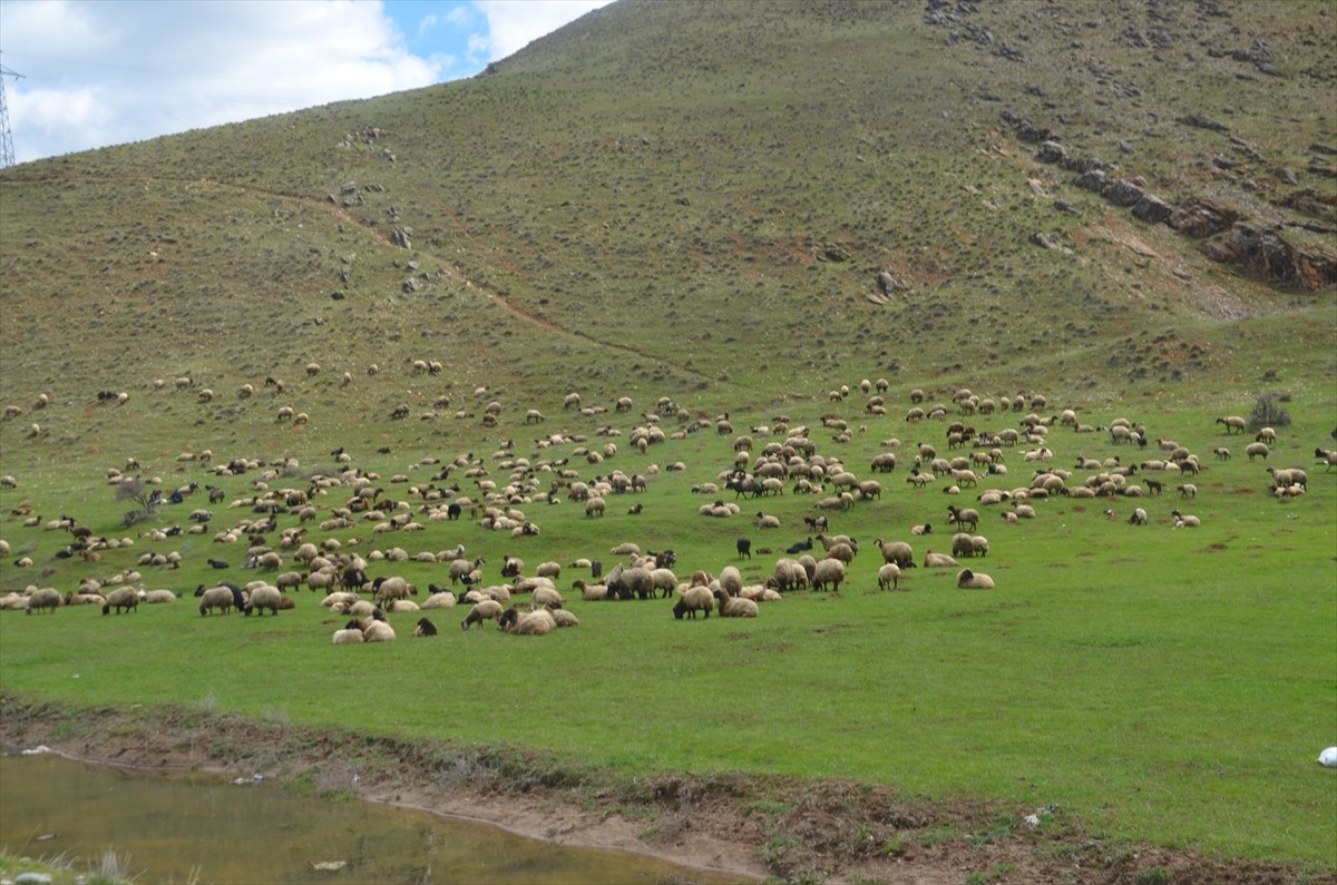 Muş'ta geçen hafta kar yağışı nedeniyle tekrar ağıllara alınan koyun ve kuzular, kar örtüsünün...