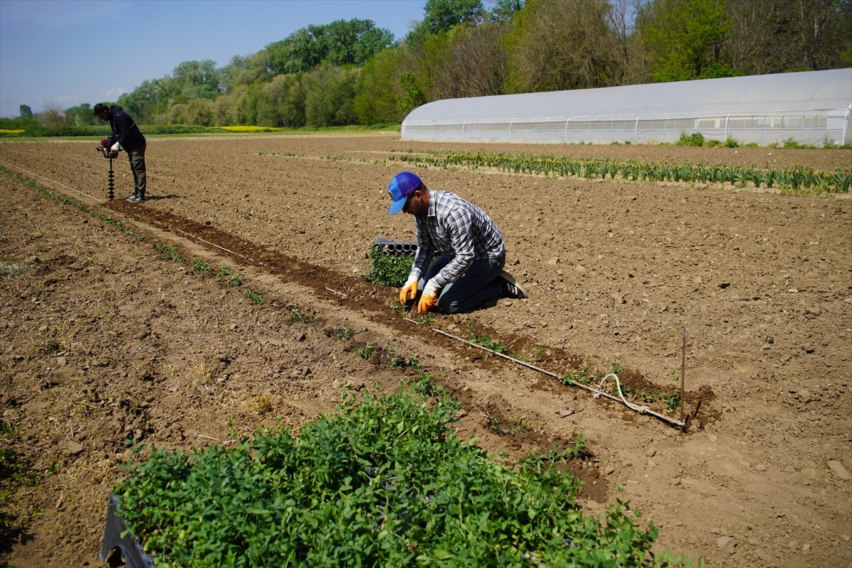 Osmanlı döneminde, formülü Avrupa'ya casusluk olaylarıyla çıkarıldığı için "efsane renk" olarak...