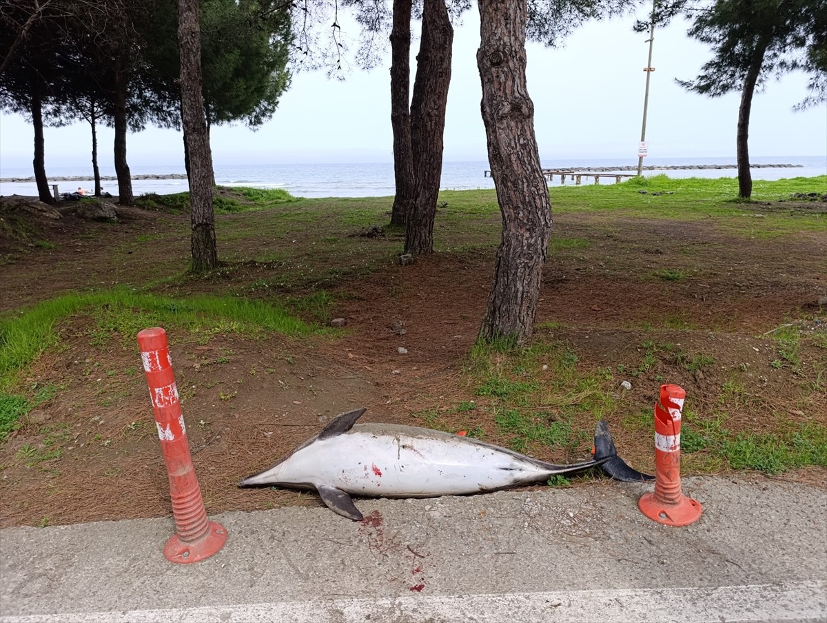 Samsun'un Atakum ilçesinde sahile vuran ölü yunus belediye ekiplerince götürüldü.