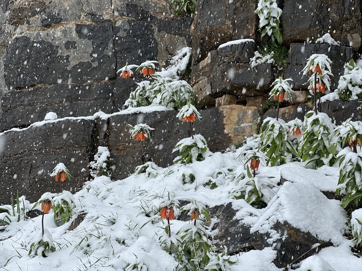 Şırnak'ın Uludere ilçesinde baharda açan endemik ters laleler, yağışın ardından karlar içinde...