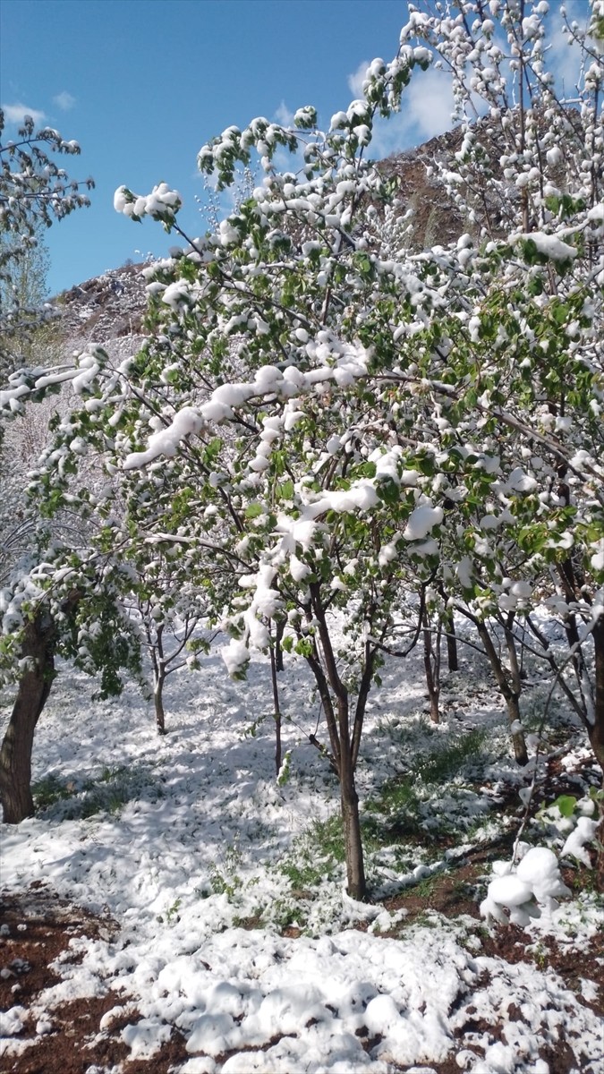 Sivas Valiliği, il genelinde zirai don nedeniyle meyvecilik yapılan ilçelerde zararlar meydana...