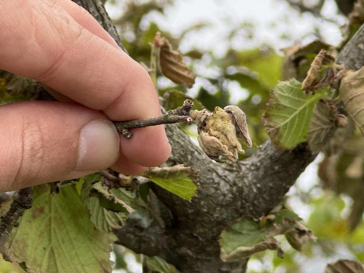 Tarım ve Orman Bakan Yardımcısı Ahmet Bağcı, Çarşamba ilçesi Deyincek Mahallesi'nde zirai dondan...