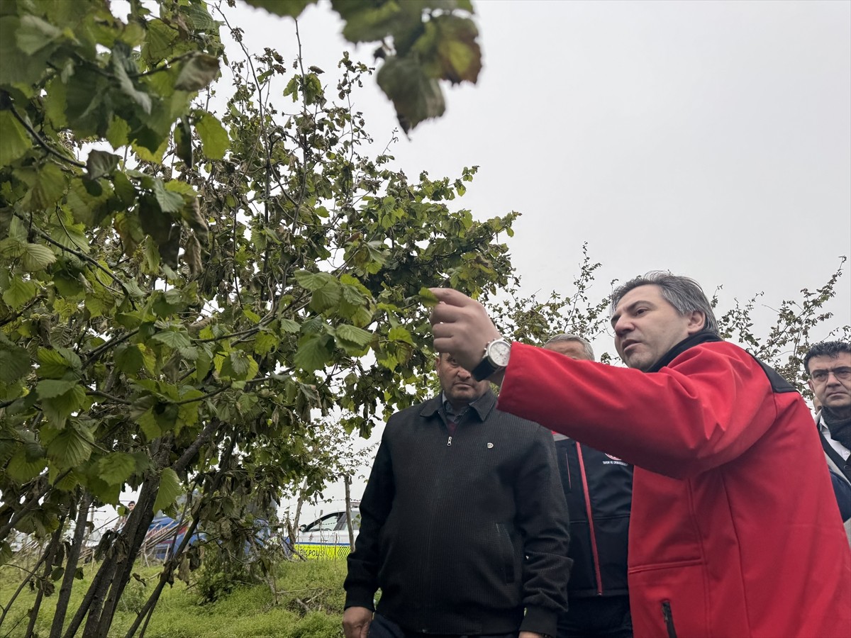 Tarım ve Orman Bakan Yardımcısı Ahmet Bağcı, Çarşamba ilçesi Deyincek Mahallesi'nde zirai dondan...